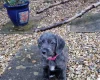 Cockapoo