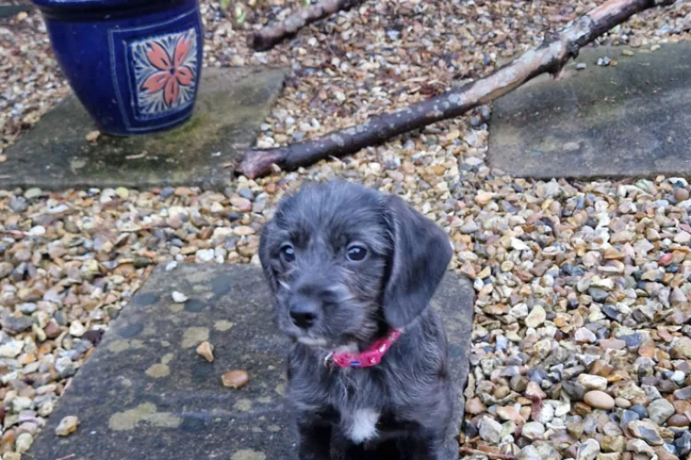 Cockapoo