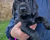 Cockapoo