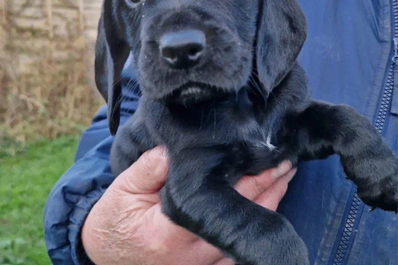 Cockapoo