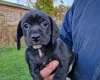 Cockapoo