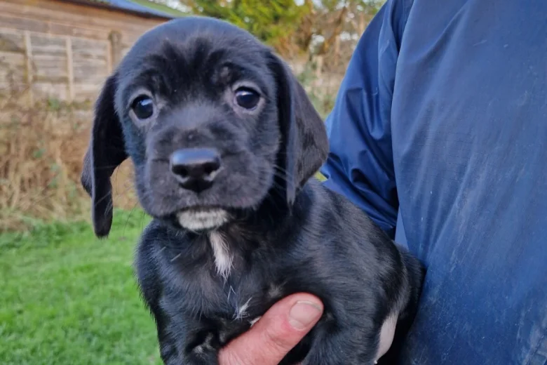 Cockapoo