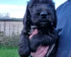 Cockapoo
