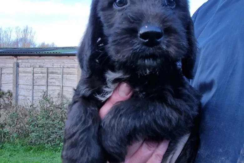 Cockapoo