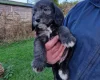 Cockapoo