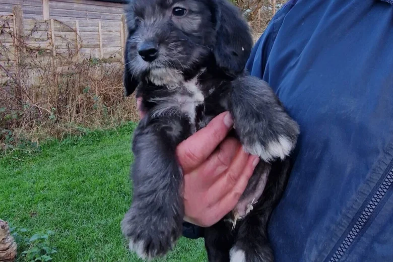 Cockapoo