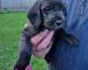 Cockapoo