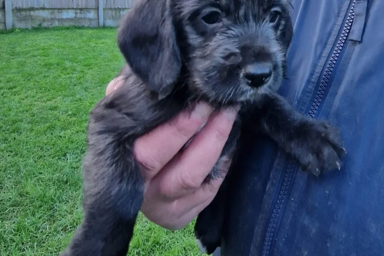 Cockapoo