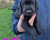 Cockapoo