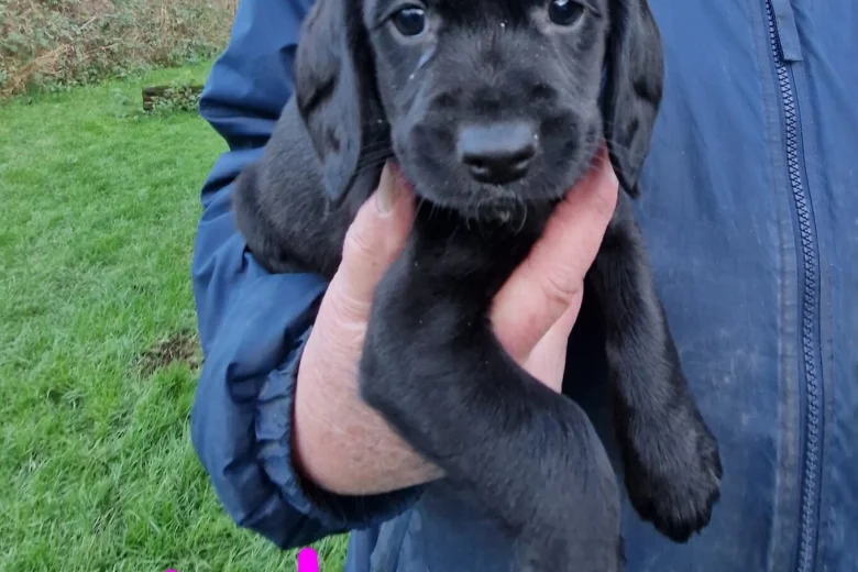 Cockapoo