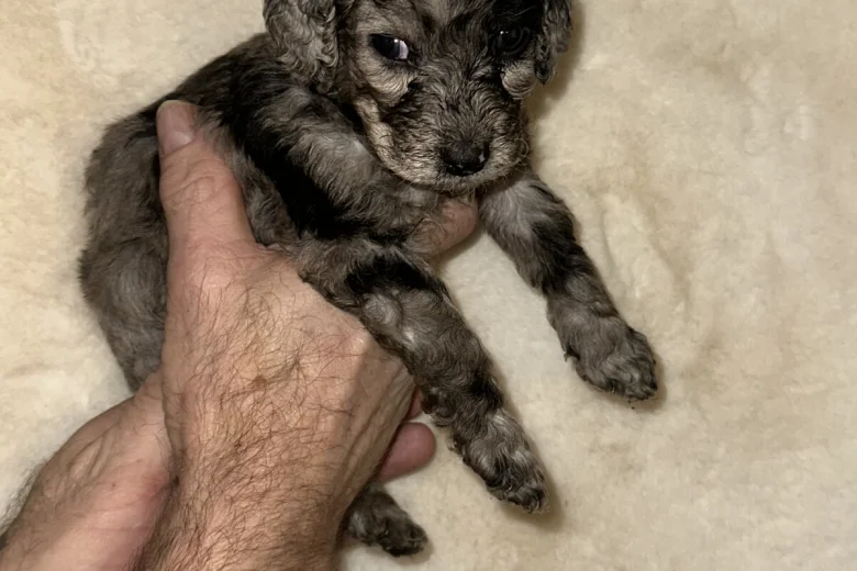 Cockapoo