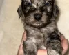 Cockapoo