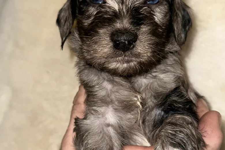 Cockapoo
