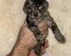 Cockapoo