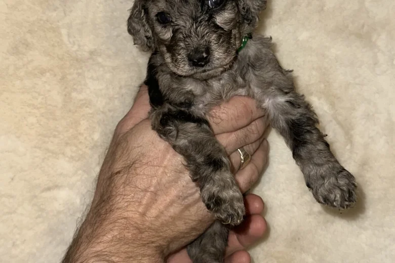Cockapoo