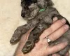 Cockapoo