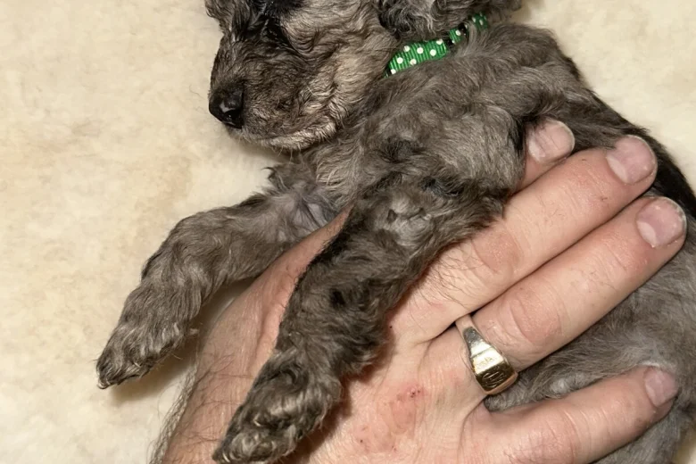 Cockapoo