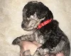 Cockapoo