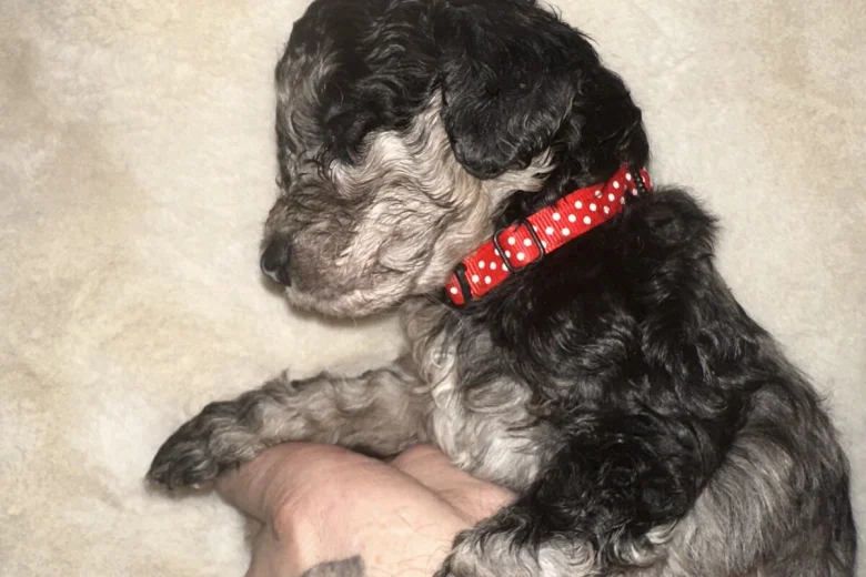 Cockapoo