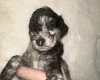 Cockapoo