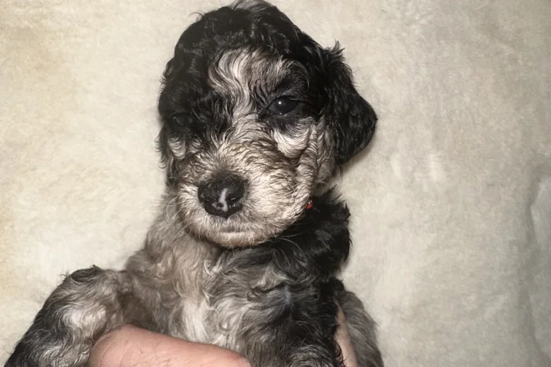 Cockapoo