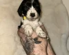 Cockapoo