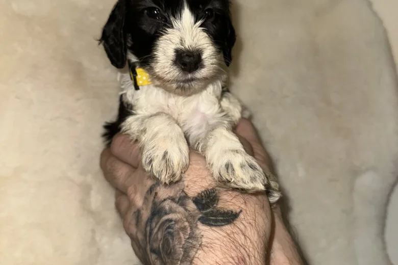 Cockapoo