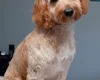 Cockapoo