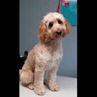 Cockapoo