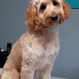 Cockapoo