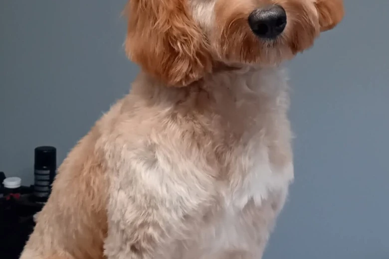 Cockapoo