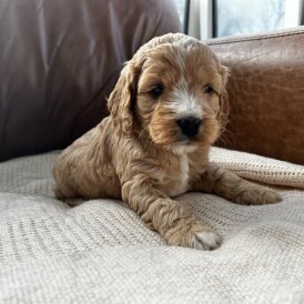 Cockapoo