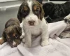 Cocker Spaniel (Working)