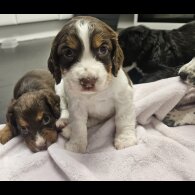 Cocker Spaniel (Working)