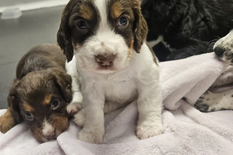 Cocker Spaniel (Working)