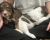 Cocker Spaniel (Working)