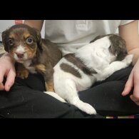 Cocker Spaniel (Working)