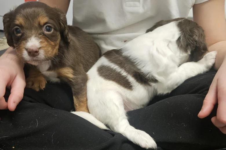 Cocker Spaniel (Working)