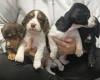 Cocker Spaniel (Working)