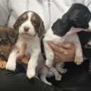 Cocker Spaniel (Working)