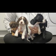 Cocker Spaniel (Working)