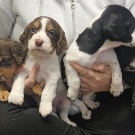 Cocker Spaniel (Working)