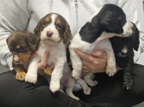 Cocker Spaniel (Working)