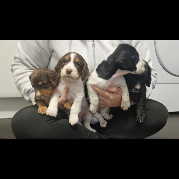 Cocker Spaniel (Working)