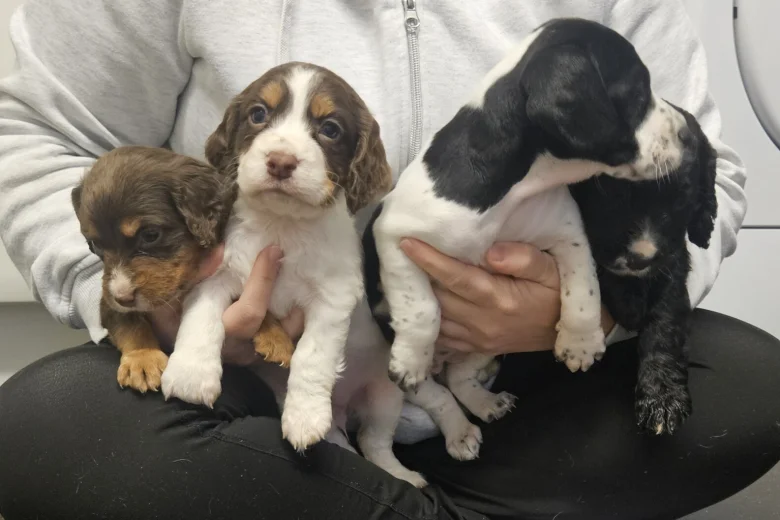 Cocker Spaniel (Working)