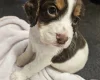 Cocker Spaniel (Working)