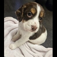Cocker Spaniel (Working)
