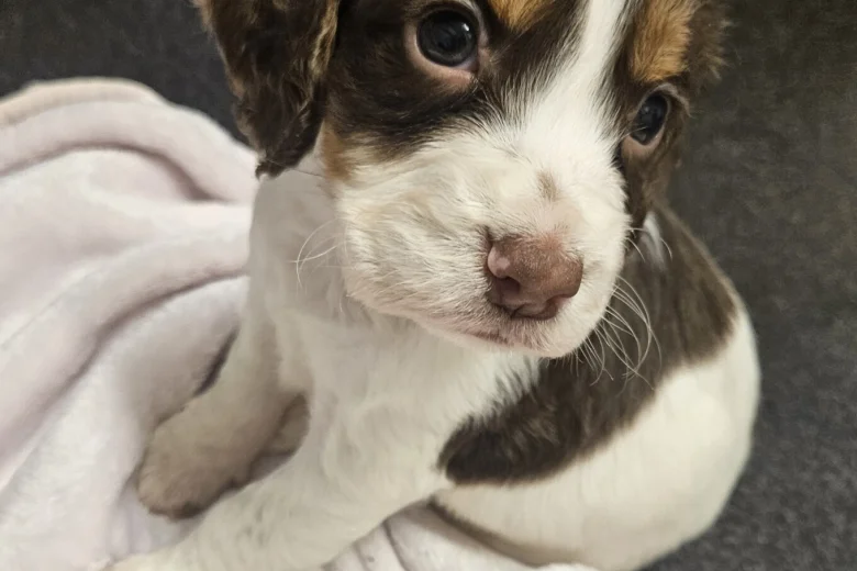 Cocker Spaniel (Working)