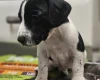 Cocker Spaniel (Working)