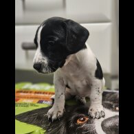 Cocker Spaniel (Working)